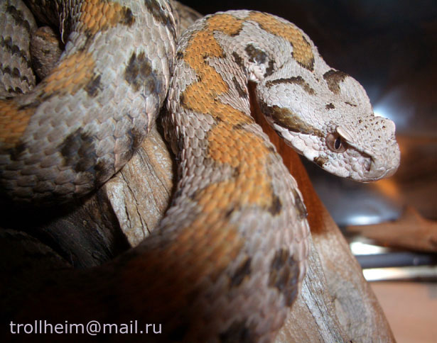 V.r.raddei fem